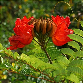 African Tulip Tree