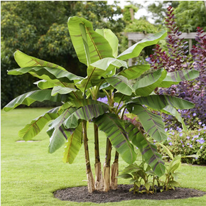 Banana Plant