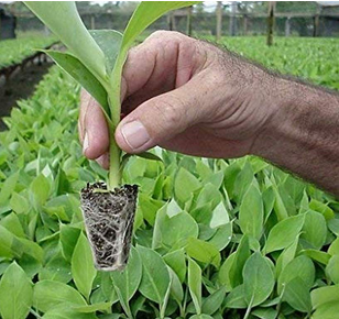 Banana Tissue Culture Plants