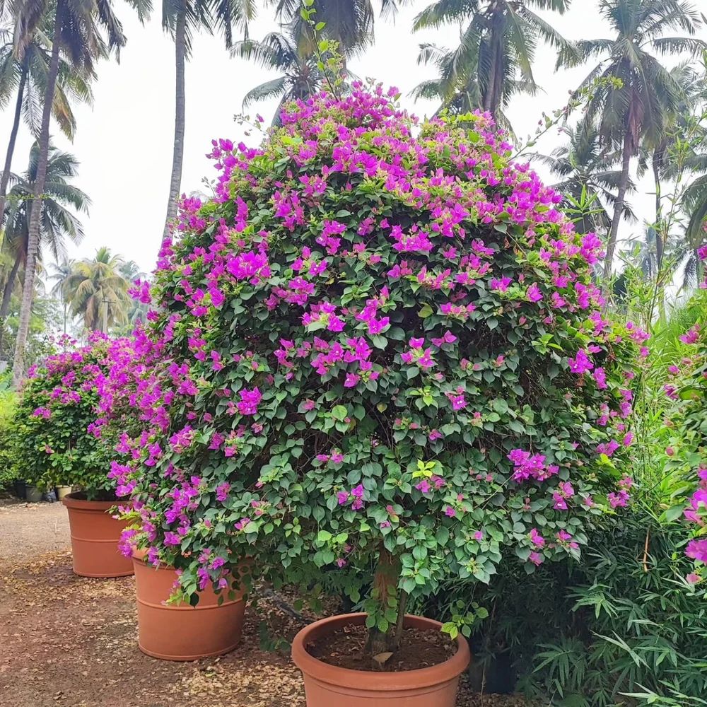 Bougainvillea Flower Plant