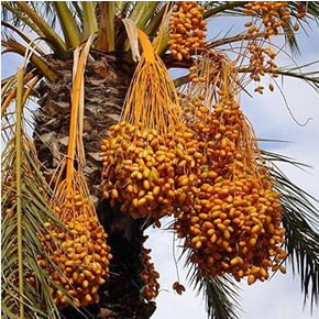 Date Palm Trees