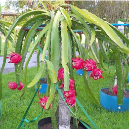 Dragon Fruit Plant