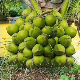 Kerala green dwarf Coconut Plant