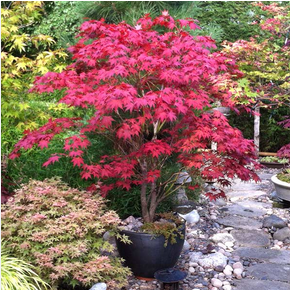 Outdoor Plant