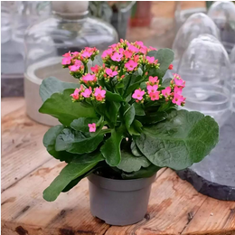 Pink Kalanchoe
