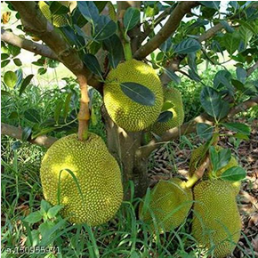 Thai Jackfruit Plant
